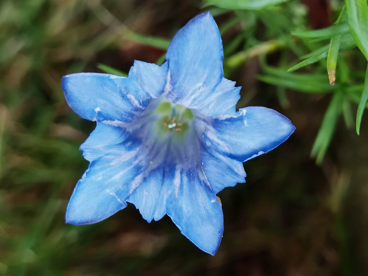 Gentiana sino-ornata